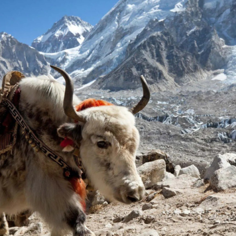 The Tatty Yak